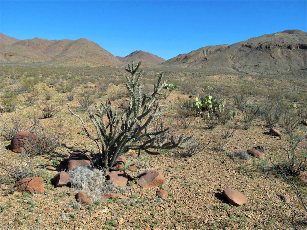 Chollo cactus in desert flat with Rosillos Mountains in the background at the edge of Big Bend National Park