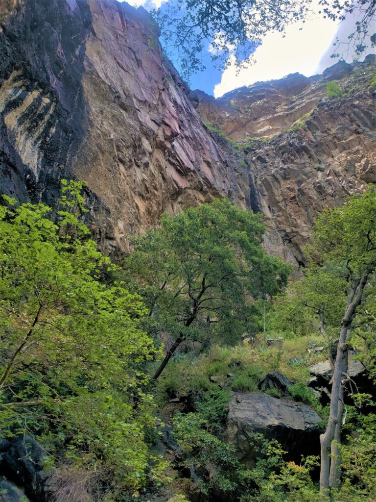A vertical view of a cliff face in Pine Canyon in Big Bend National Park with many trees.