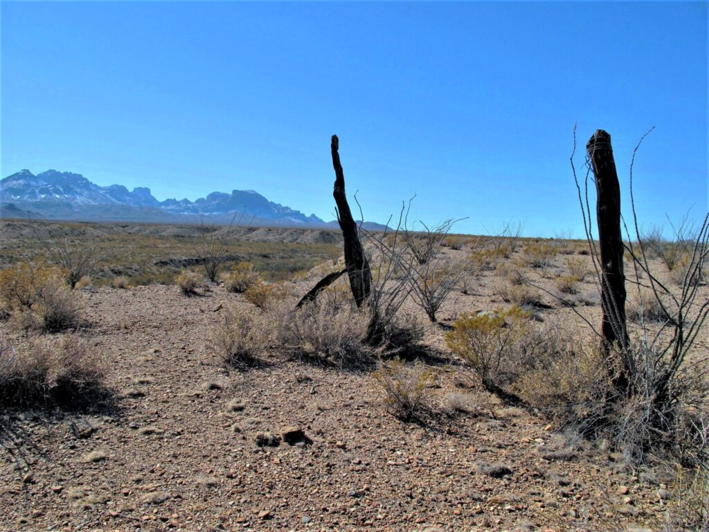 A pair of old fence posts standing alone in the desert with the mountains in the background in Big Bend National Park.