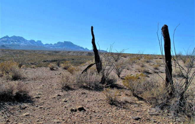 A pair of old fence posts standing alone in the desert with the mountains in the background in Big Bend National Park.