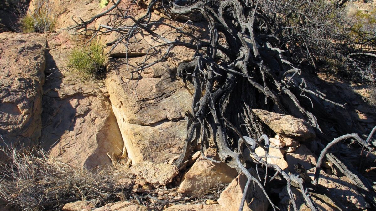 Dead mesquite tree growing out of a solid rock cliff face