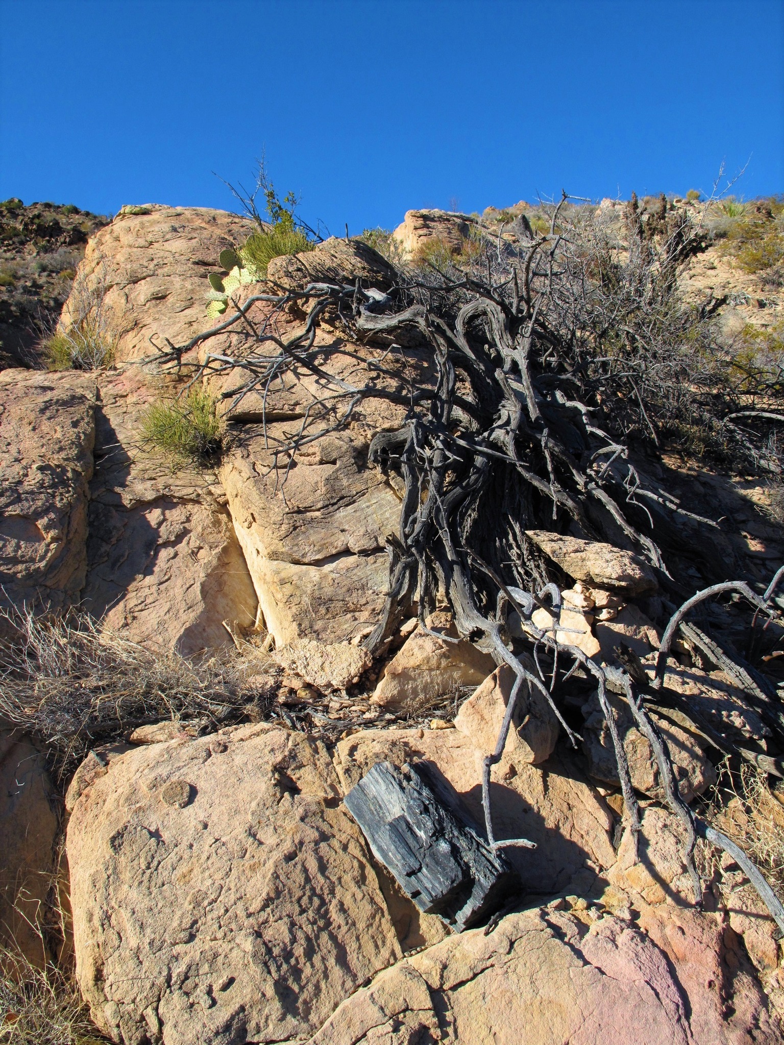 Dead mesquite tree growing out of a solid rock cliff face