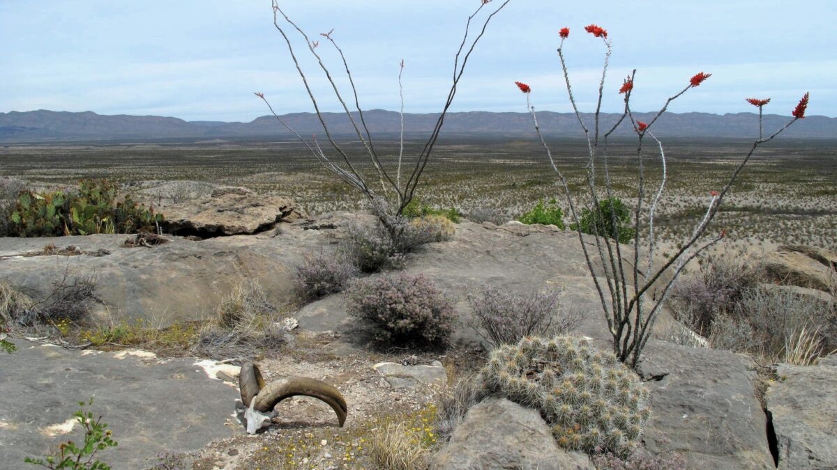 Wide open view of the Big Bend National Park with an audad skull and blooming ocatillo.
