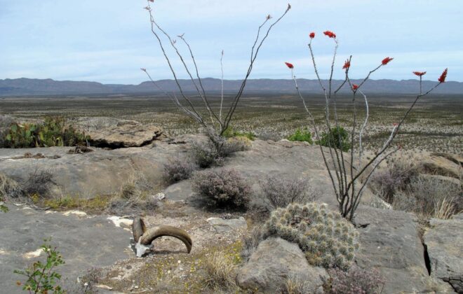 Wide open view of the Big Bend National Park with an audad skull and blooming ocatillo.